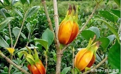 晚上易失眠多梦?用此物泡水,睡前来一杯,告别失眠,远离黑眼圈