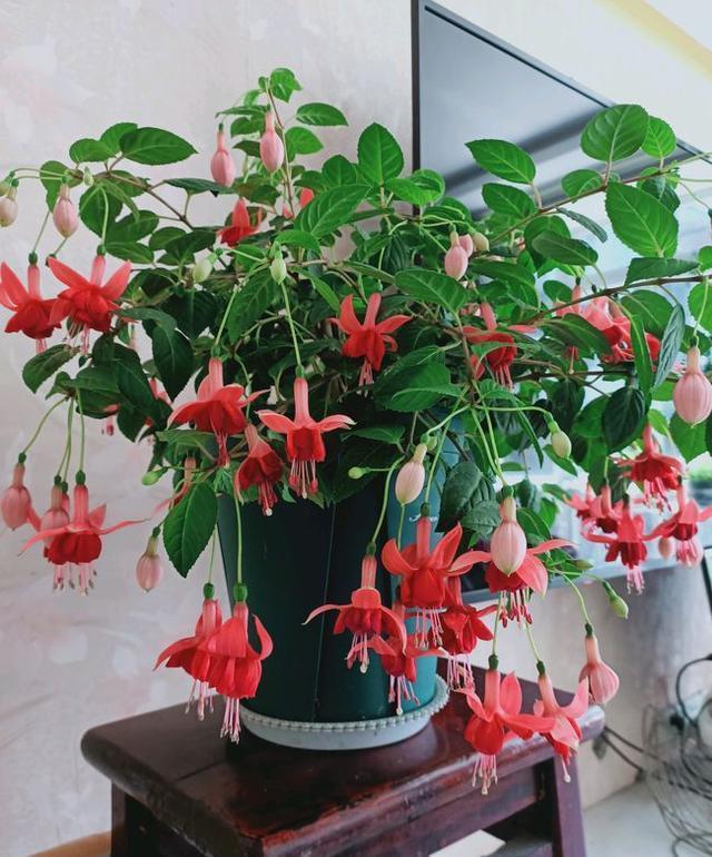 七种漂亮花，天生“不怕冷”，好养寓意好，喜欢别错过