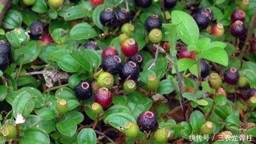 生命力|农村这野果,被称“天然钙库”,长在矮丛中不好找,8月别错过了