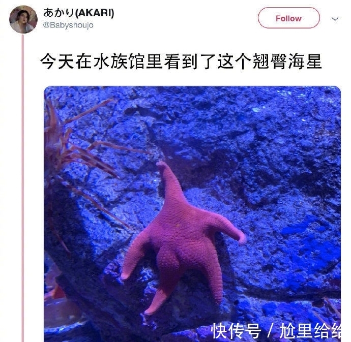 派大星本体被发现了，是一只翘臀海星，网友：好想拍一下它的屁股