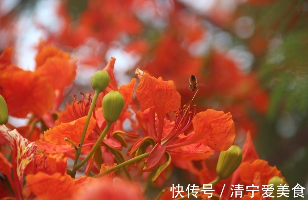 此花是代表了离别和思念的花，是夏日的分别，也是夏日的悲伤