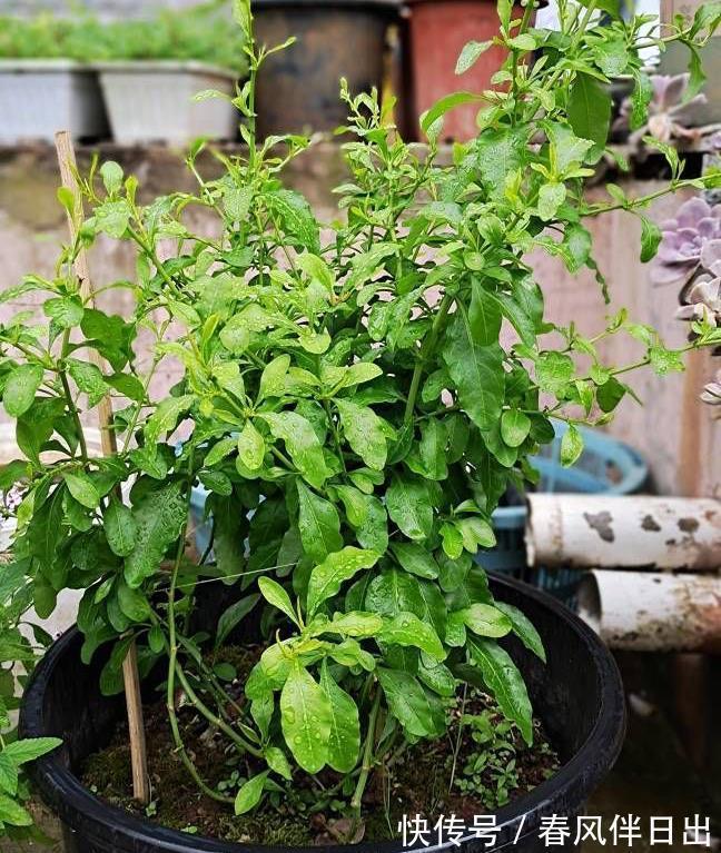 残花|夏天的蓝雪花,做好3件小事,开花多十倍,清新美丽