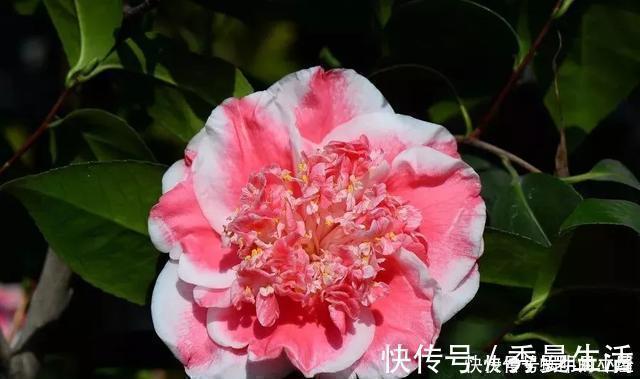 花中娇客|中国传统名花“花中娇客”，30种茶花一开，美了十里八乡