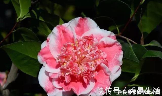 花中娇客|中国传统名花“花中娇客”,30种茶花一开,美了十里八乡