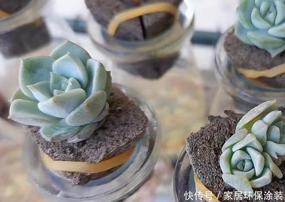 布丁瓶搭配海绵养多肉,不买盆不买土,干净卫生,容易出状态