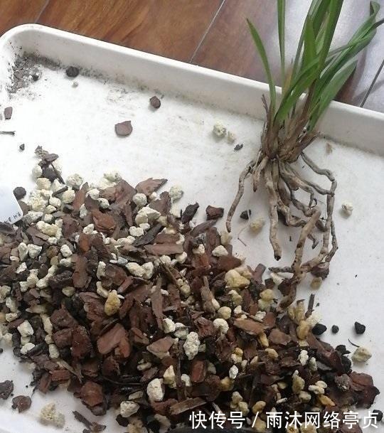 养分|兰花什么时候翻盆最好?翻盆用哪种植料?养兰攻略送给你