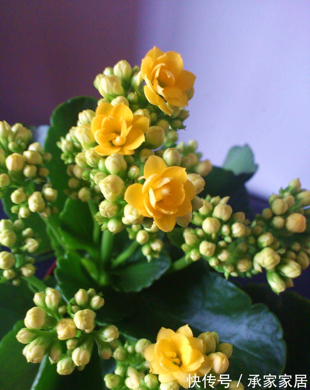 长寿花为什么不开花,原因有2点,做好一光一肥花苞噗噗长