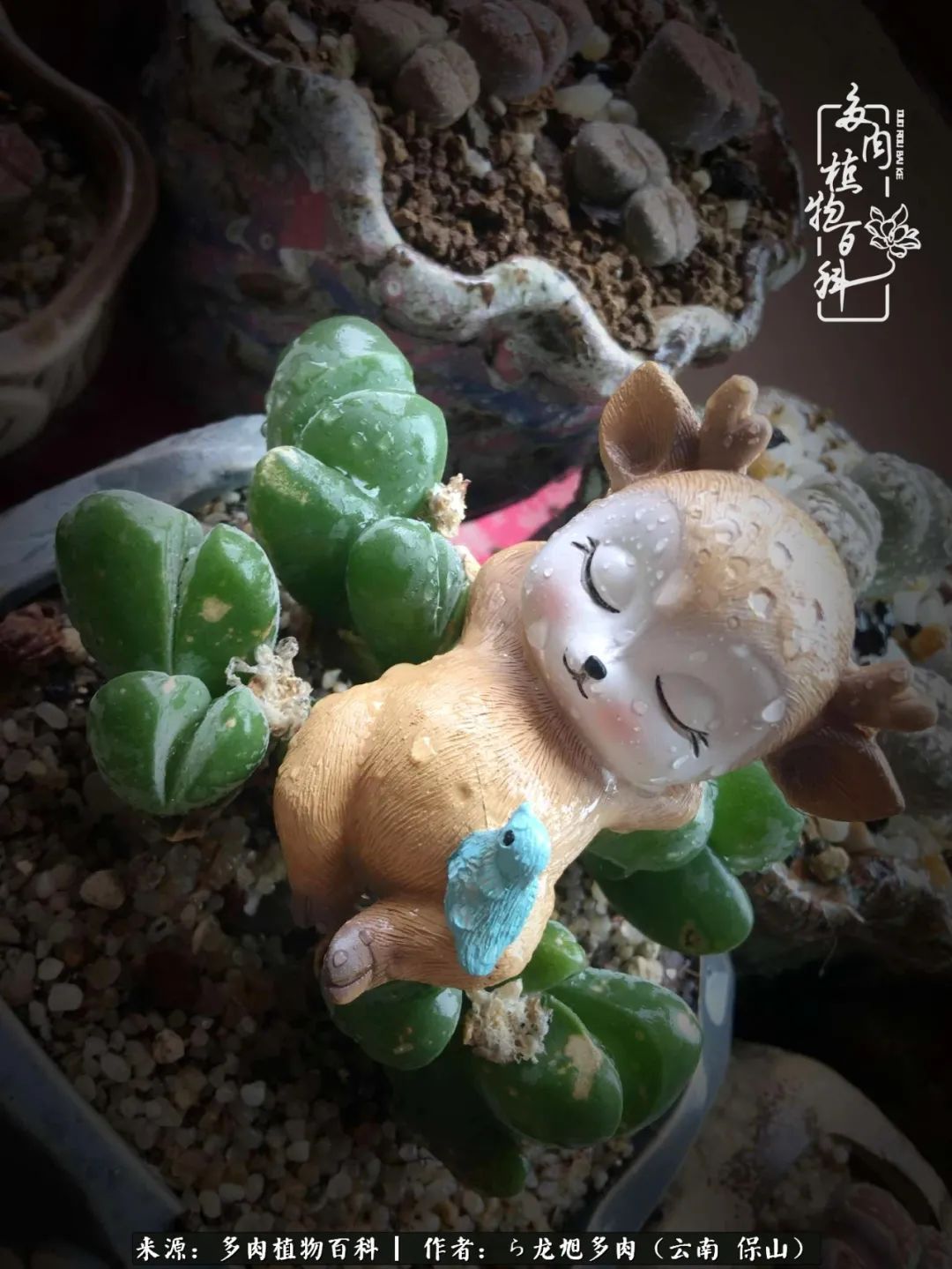 多肉植物|遇见多肉,遇见不一样的你,一养就是10几年!