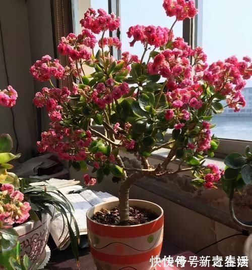 养“长寿花”3年变老桩,窜成“巨无霸”,开成大花球,美!