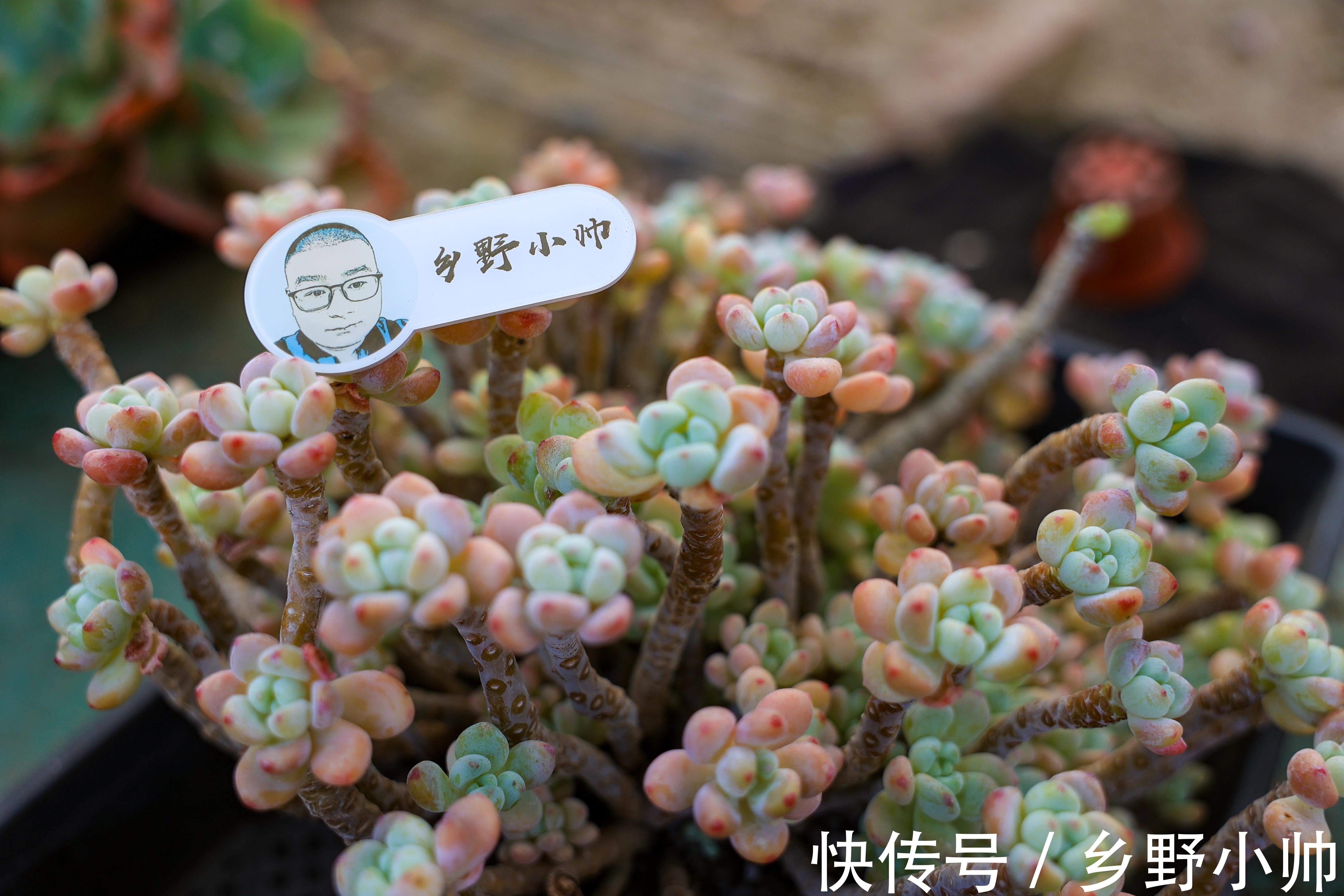 如何让多肉快速服盆？不同季节都应该怎么管理？受那些因素影响？