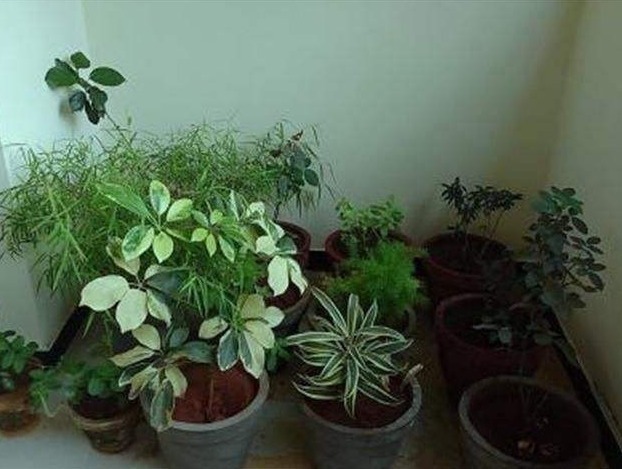 土壤|3种错误的养花方法,你有没有做过难怪养起花会越养越“糟”