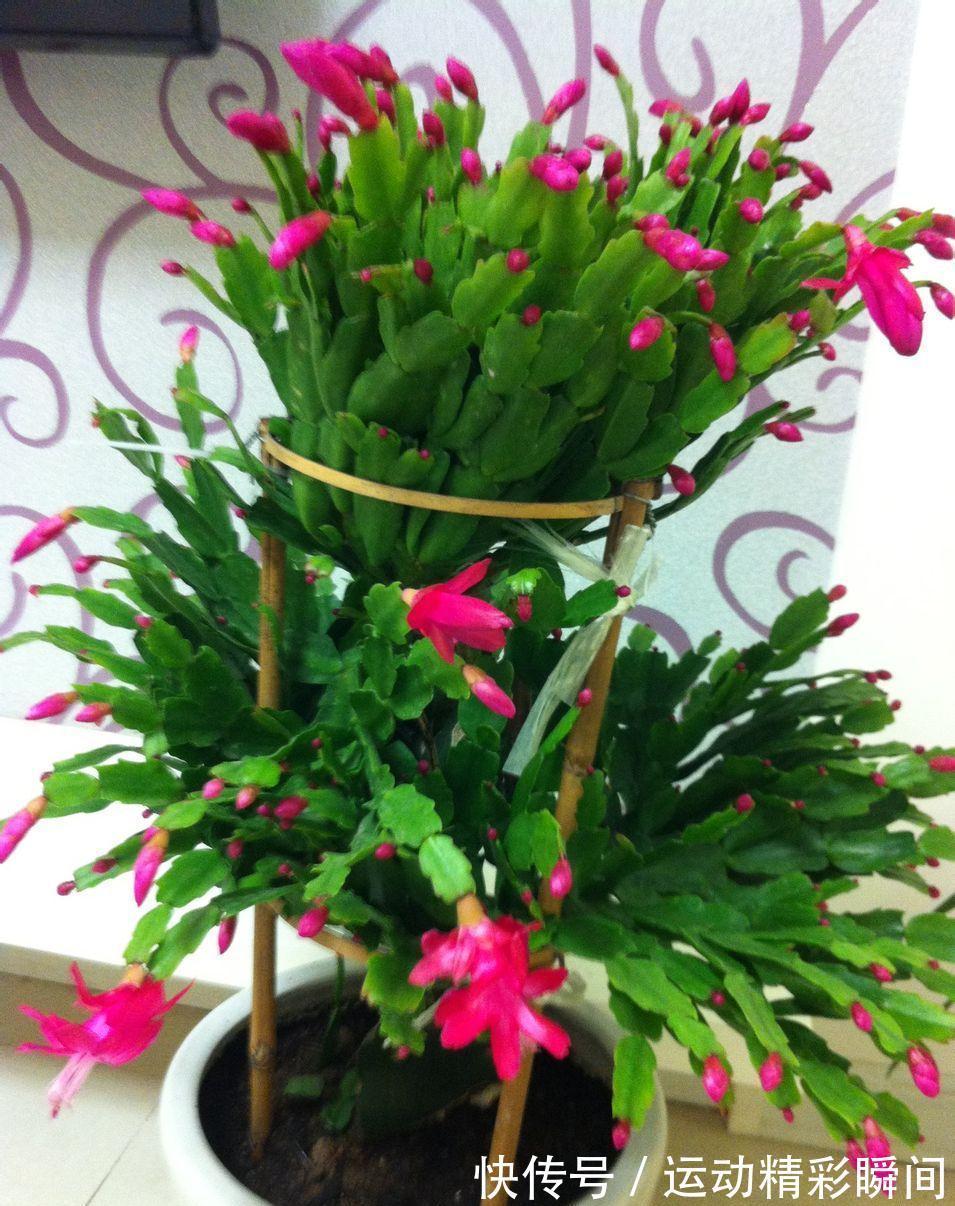 天冷需要多晒的“8种花”,有些还要“断粮少水”,不然熬不过冬