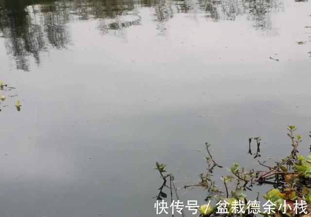 玉米|饵料不止腥和香，野钓大鱼臭味才是杀手锏，猾鲤也乖乖咬钩