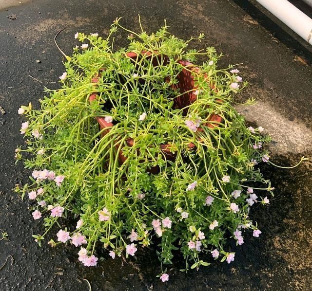 散乱|太阳花散乱似杂草狠心剪个小光头,一个月撑撑开花爆盆