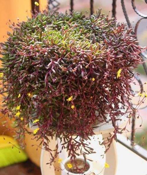 6种漂亮花,挂在窗边阳台上,不占位置,抬头就是风景!