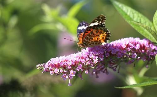  开花|最受好评的3种花，花色超仙，花香浓郁，一年开花多次