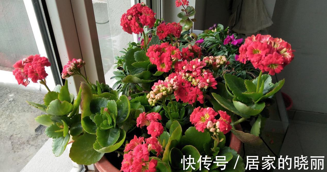 施肥|入秋后，该怎么养护长寿花？5点做到位，冬日将不断开花长新叶