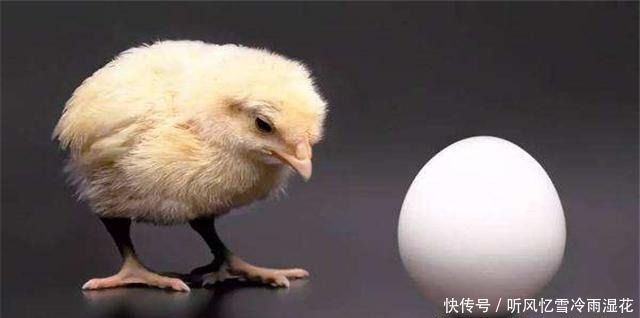 “先有鸡,还是先有蛋”今天终于知道了答案!