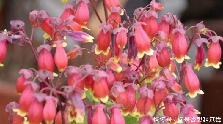 夏天养此款花卉,好养易打理,花色柔美,花朵烂漫迷人