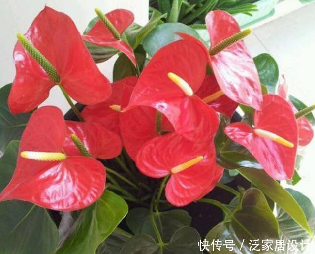 谁说红掌不好养,我第一个不同意,记住养护要点,叶子油绿开满花