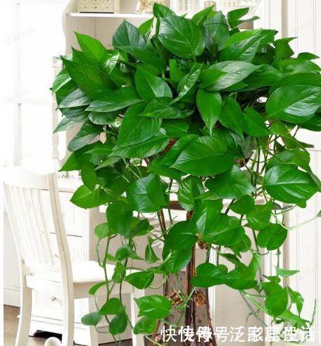 阳台养花，不妨养这4款植物，可吸收80以上的有害气体，漂亮好养