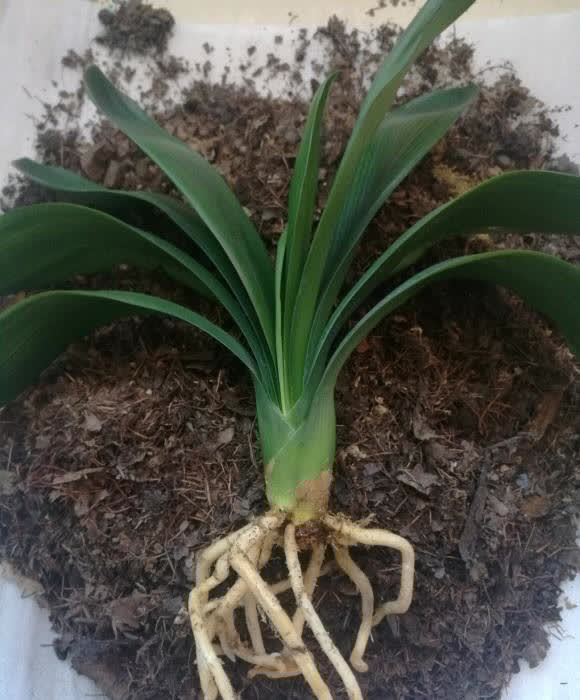 技巧|养君子兰,什么样的植料最好?应该怎么搭配?分享几个技巧