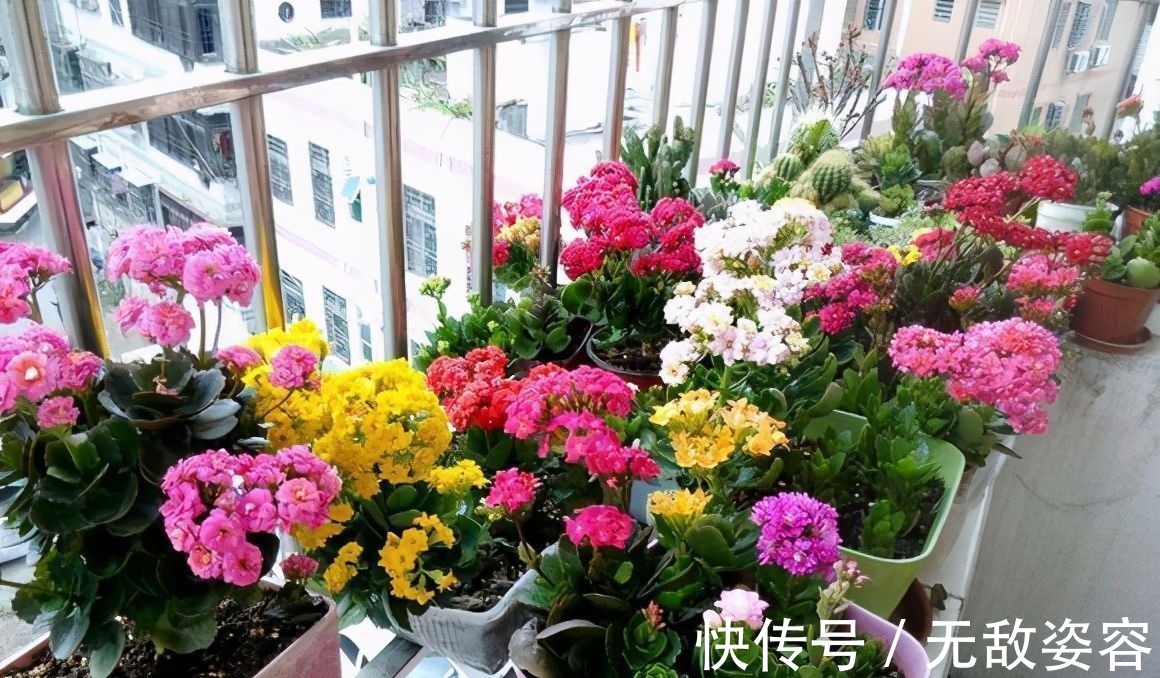 小栈|6种花,盆盆不超10块钱,买回家好养又好看