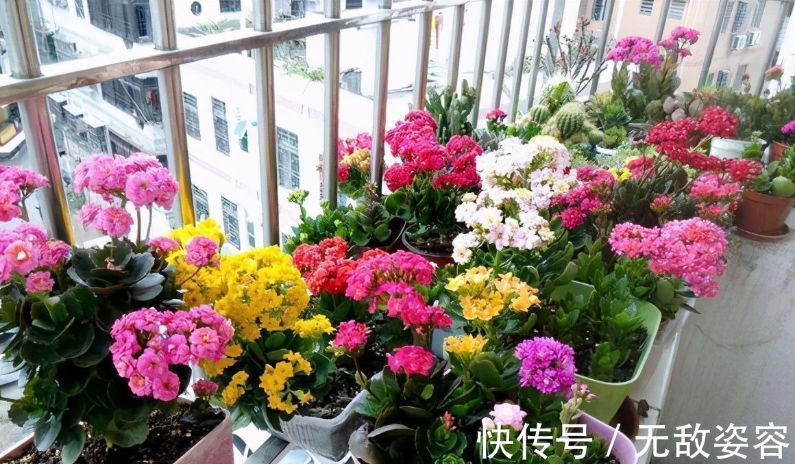 小栈|6种花，盆盆不超10块钱，买回家好养又好看