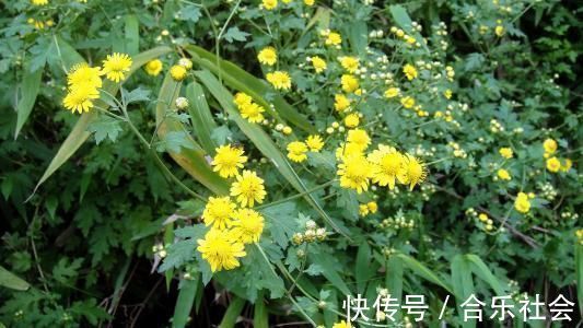 肺部|肺部“清道夫”找到了,没事喝两口,赶走肺毒,肺越来越健康