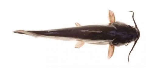 种鱼|宝宝吃鱼更聪明这7种鱼,一口都不能给宝宝吃