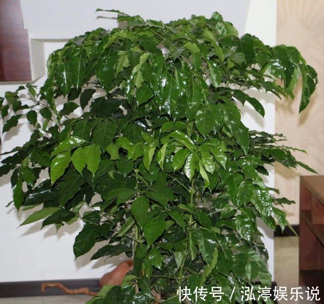 幸福树|幸福树盆栽,养护注意“4点”,新芽多,特别茂盛,还能养开花