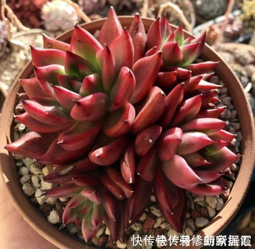 4种高颜值多肉，在家养一盆，好像艺术品，花友：后悔没早点养！