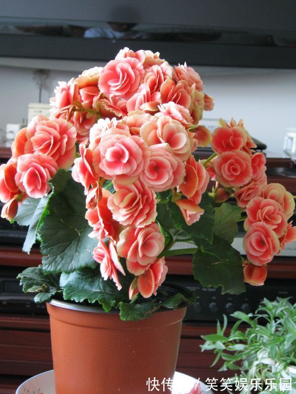红掌|室内养盆“四季花”,花量巨大,一年365天,每天开花