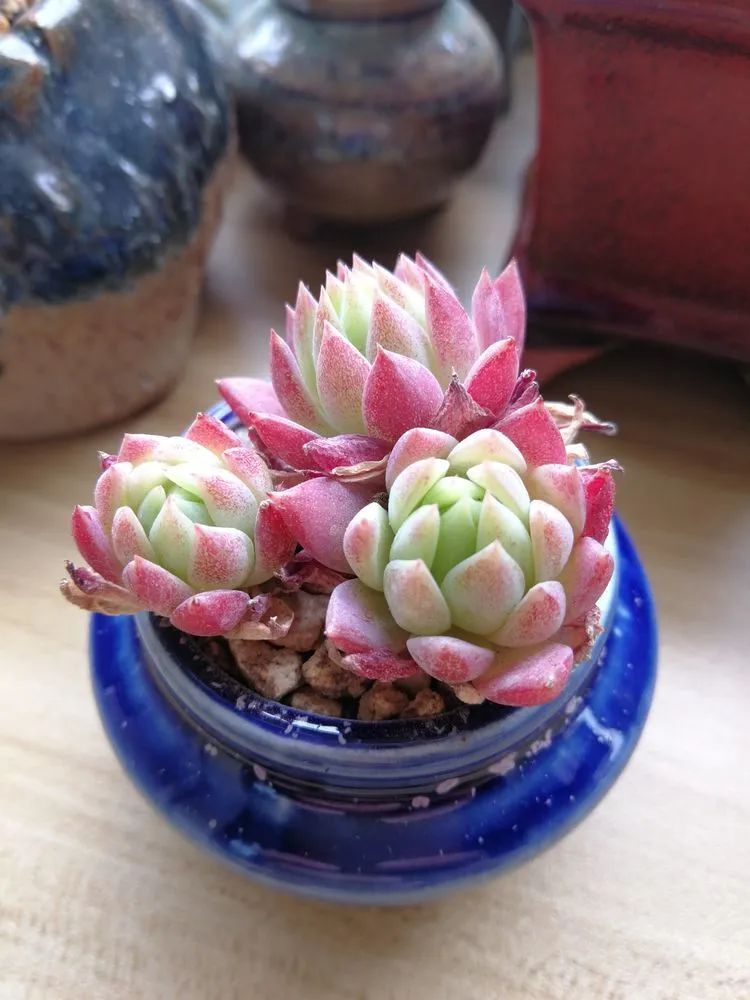 养多肉两年，200多盆养死的不到10盆，记录点点滴滴！