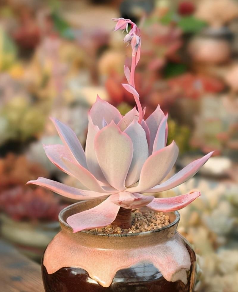 新手养多肉别头疼，新买的多肉学会看状态，服盆了才能长得好