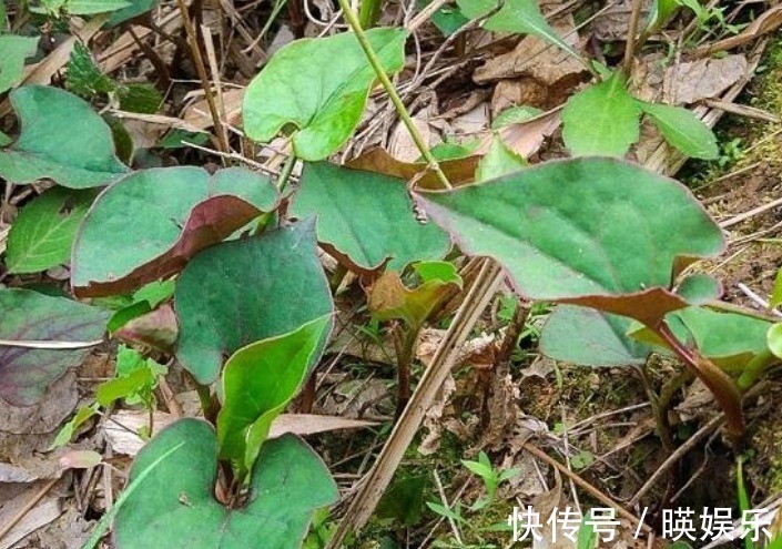 抗衰老|农村这4大野菜,女人吃了抗衰老,男人吃了能降三高,别不懂!