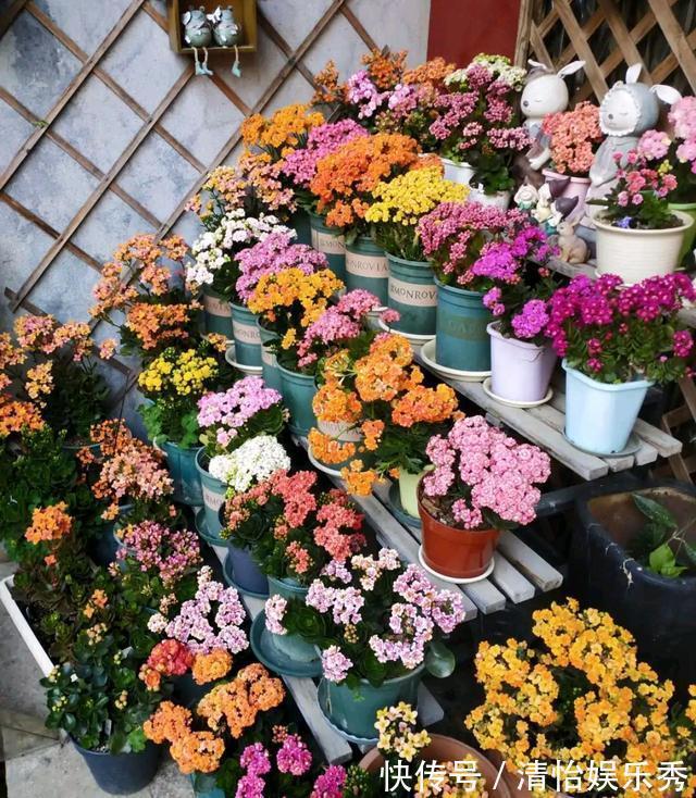 阳台上|10种“吉利花”,“穷养”才能长大,越挤越壮实,越大越“旺家”