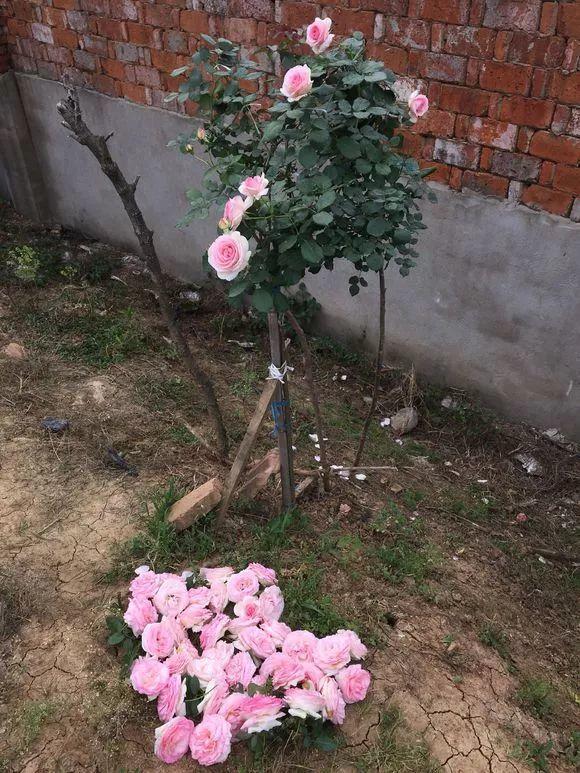 长寿月季花后赶紧剪一刀,剪完就开花,一直剪一直开!