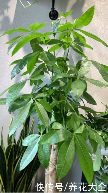 年底了，养盆招财花，招财进宝寓意好