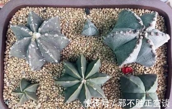 多肉鸾凤玉,外形立体、开花好看,是多肉玩家眼里的“魔法星球”