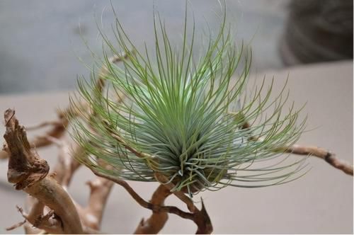 养花想偷懒就选5种“懒人花”，长时间不管也不会挂掉