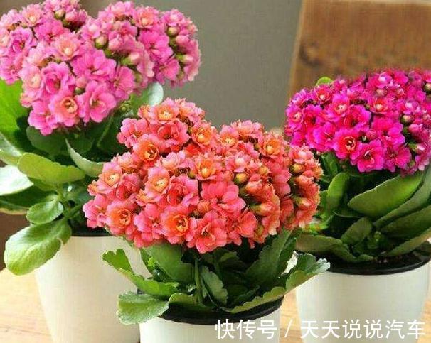 冬季养长寿花,做好2点养护,浇上1种水,枝叶绿花更旺