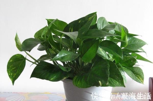 孔雀竹芋|家里不够向阳,想养花怕养不好,那这几种花值得入手