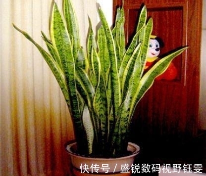 这“3种”植物不管价格多“贵”, 也要养一盆, 身体变得更健康!