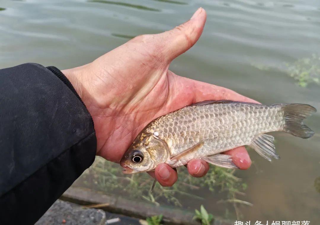 银鲫|土鲫真的长不大？用这种笨办法，立刻区别土鲫、银鲫和工程鲫