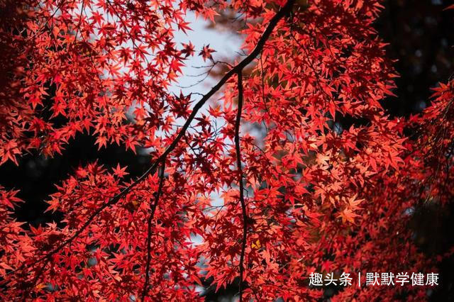 血瘀|血瘀百病生！吃这2物，活血化瘀、美容养颜、防结节