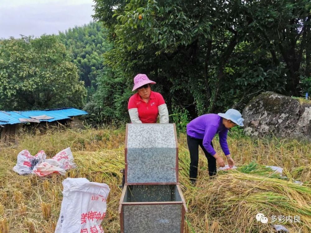 生态|喝着山泉水长大的内良高山稻米，认识一下