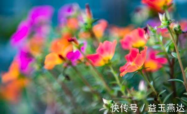 茉莉花|养此6种花要狠狠晒,越晒越能开,不然只见叶子不见花