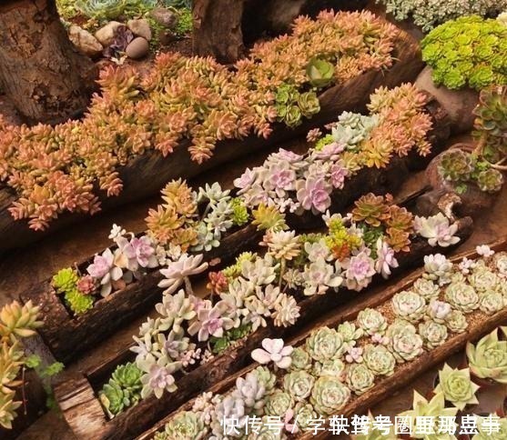 光照|以树干为花盆,可以把紫乐养出“一面墙”,感兴趣可以试试!