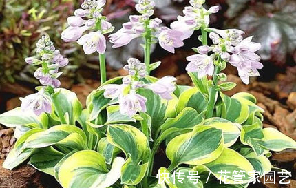 这六种花不怕冷,而且好养易活,冻一冻反而长得更好